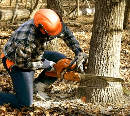 Tree Removal in Pinckney, MI